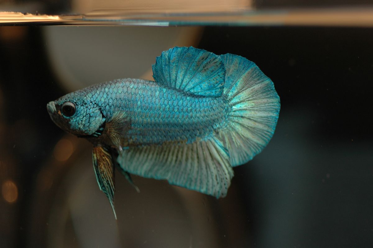 A betta fish; flightless fruit flies are bred as live food for fish like this