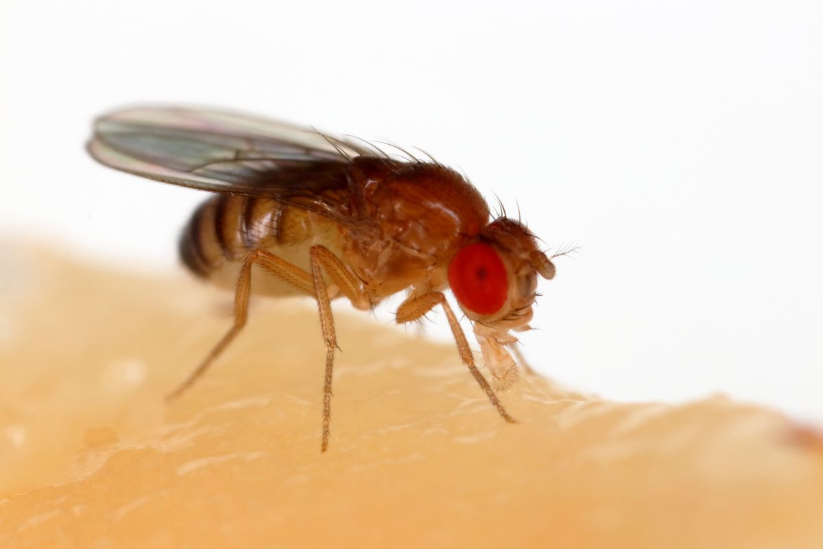Close-up of a fruit fly's proboscis mouthpart