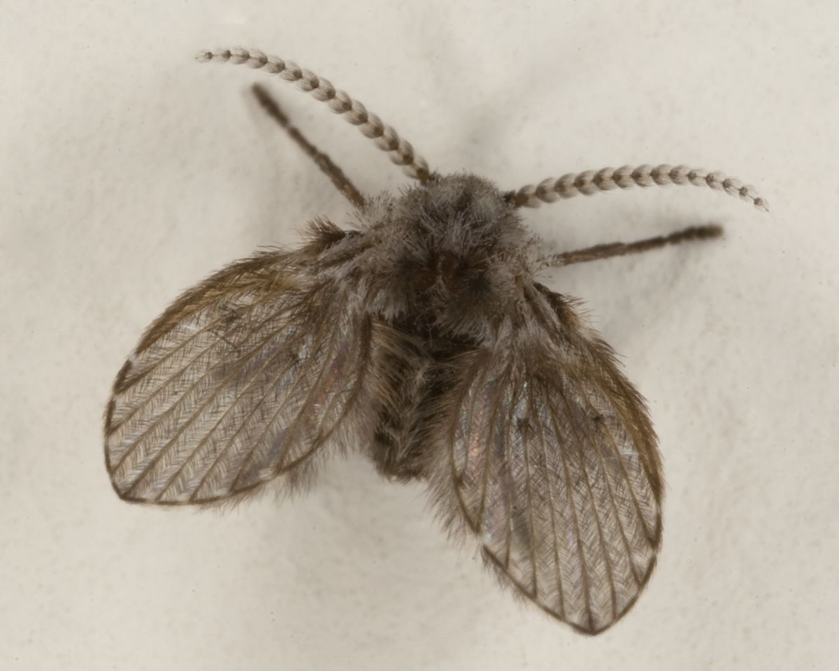 A moth fly (drain fly), a fuzzy look-alike of the fruit fly