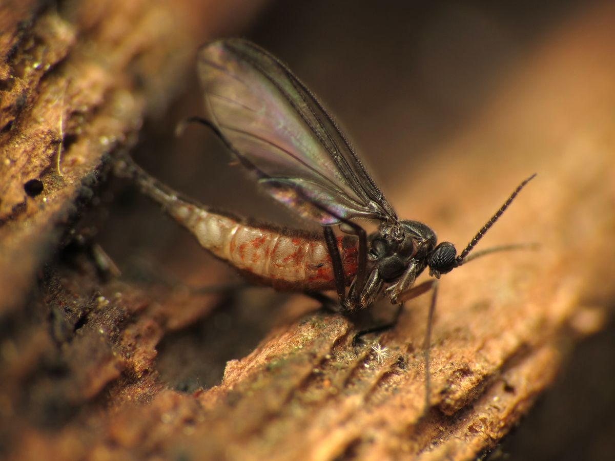 A dark-winged fungus gnat, often mistaken for a fruit fly