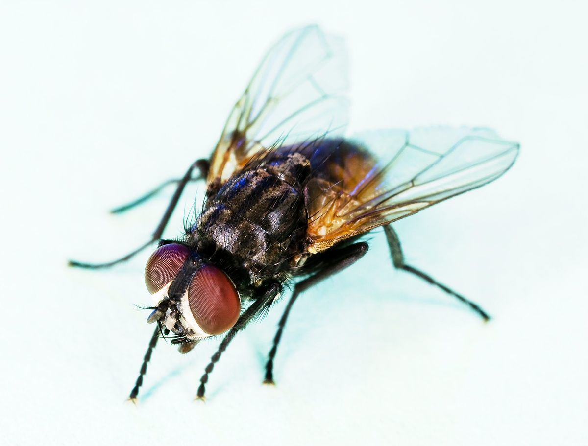 A common house fly (Musca domestica) resting on a surface, noticeably larger than a fruit fly