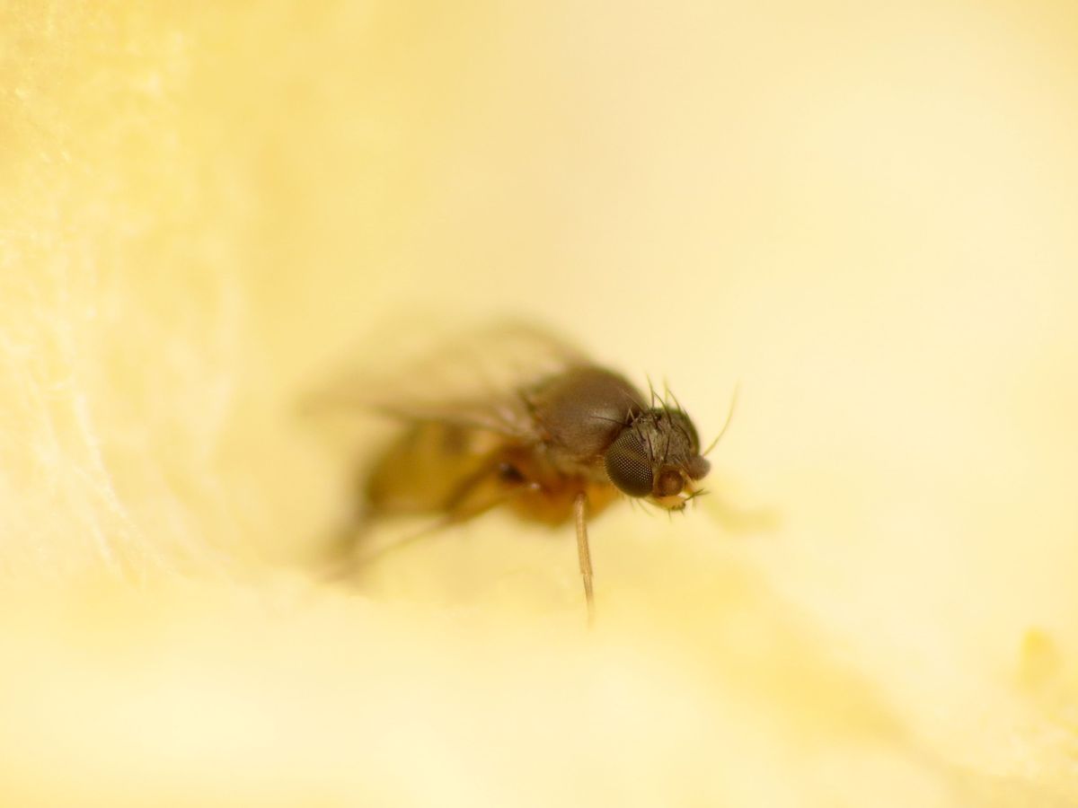 A scuttle (phorid) fly, a humpbacked fruit fly look-alike