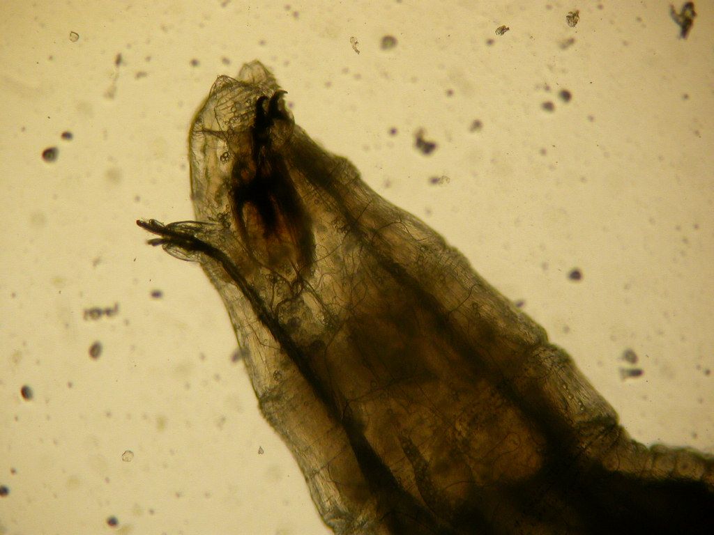 Fruit fly larvae, the maggot stage of the life cycle