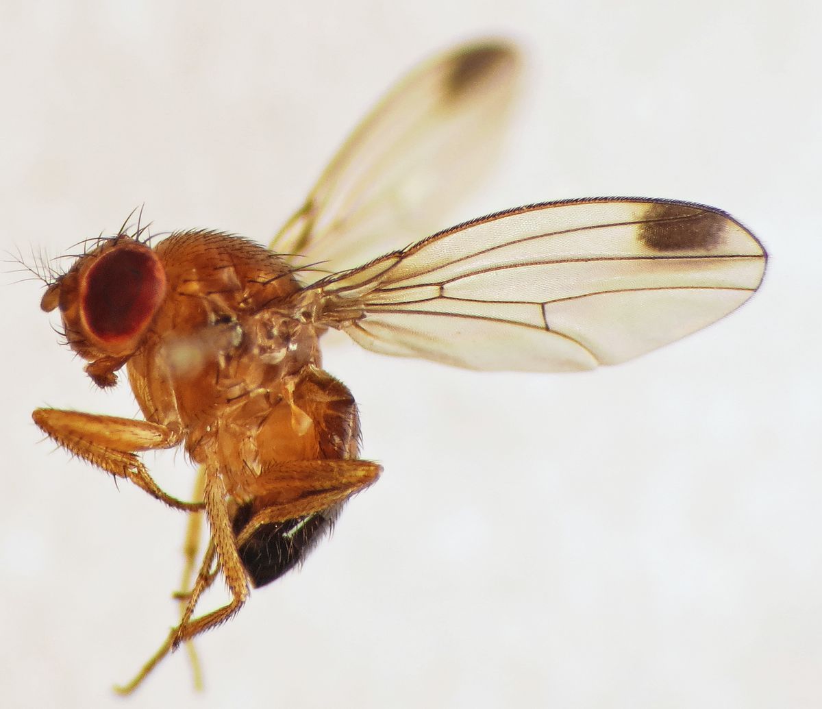 A male spotted-wing drosophila (Drosophila suzukii) showing the dark spot on each wing tip