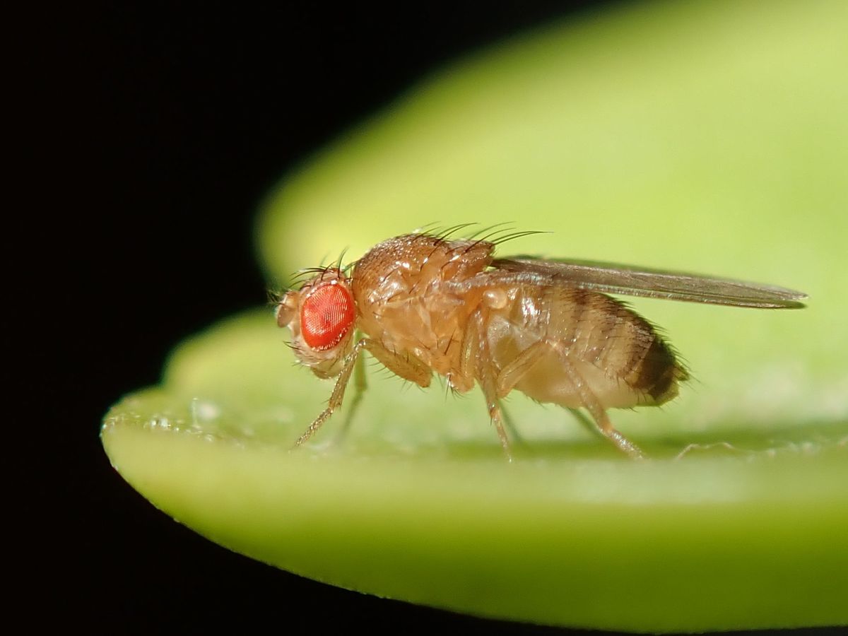 An adult fruit fly, Drosophila melanogaster