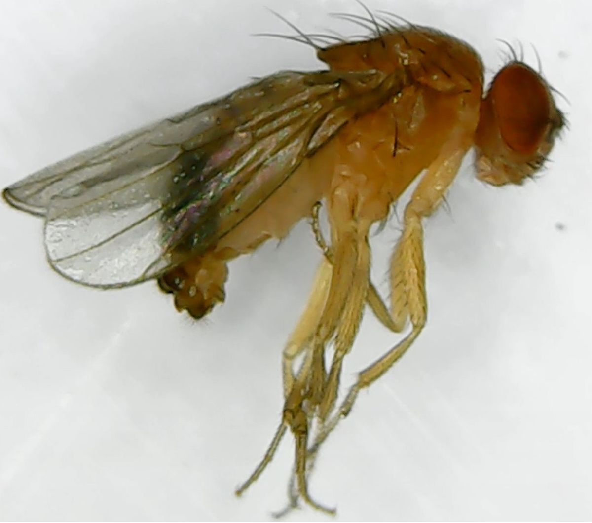 Fruit fly seen under a microscope showing red eyes and body