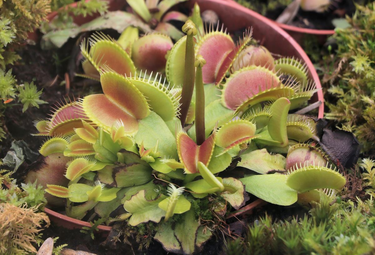 A Venus flytrap (Dionaea muscipula), a carnivorous plant that traps small insects