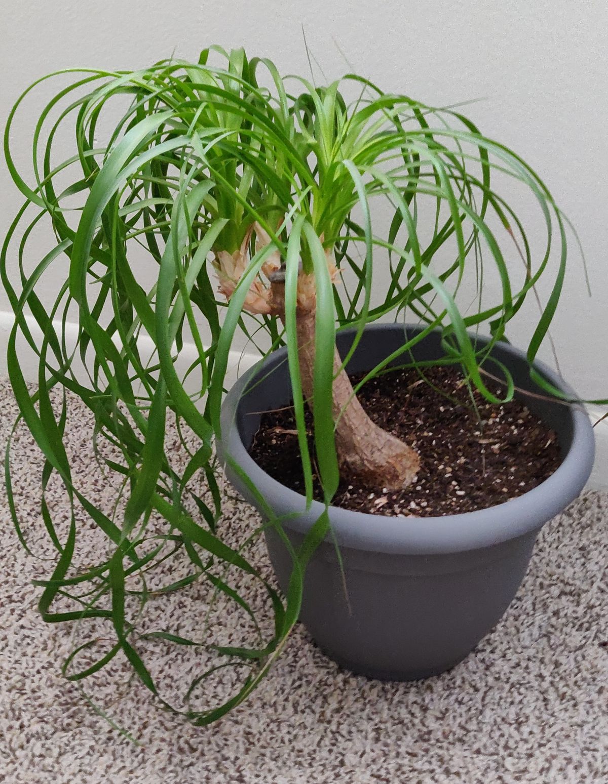 An indoor potted houseplant; damp potting soil is a common breeding site for fungus gnats often mistaken for fruit flies