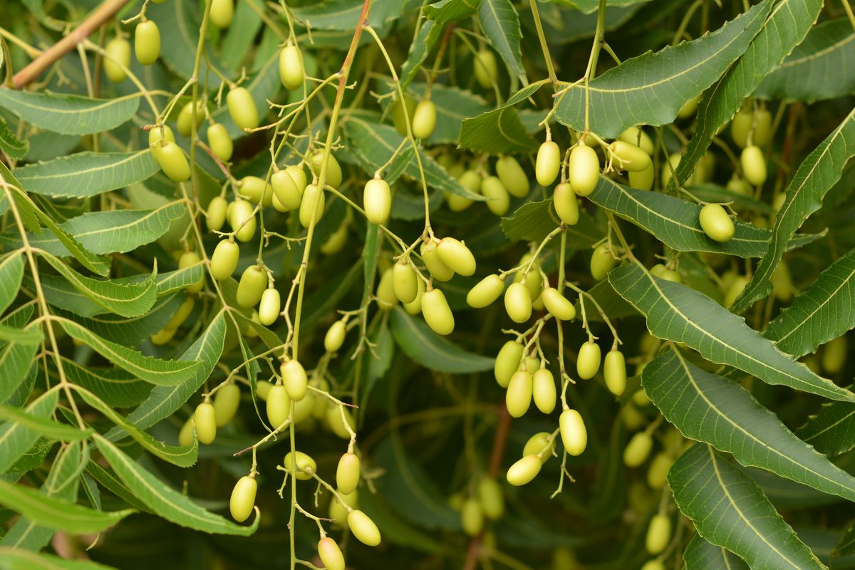 Neem tree (Azadirachta indica) leaves and fruit, the source of natural neem oil