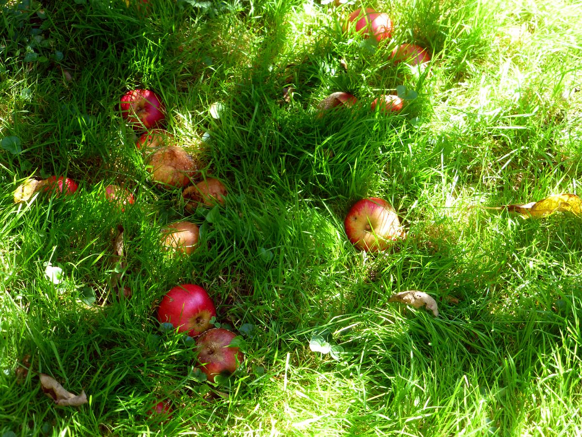 Windfall apples rotting on the ground beneath a tree, a garden fruit fly breeding ground