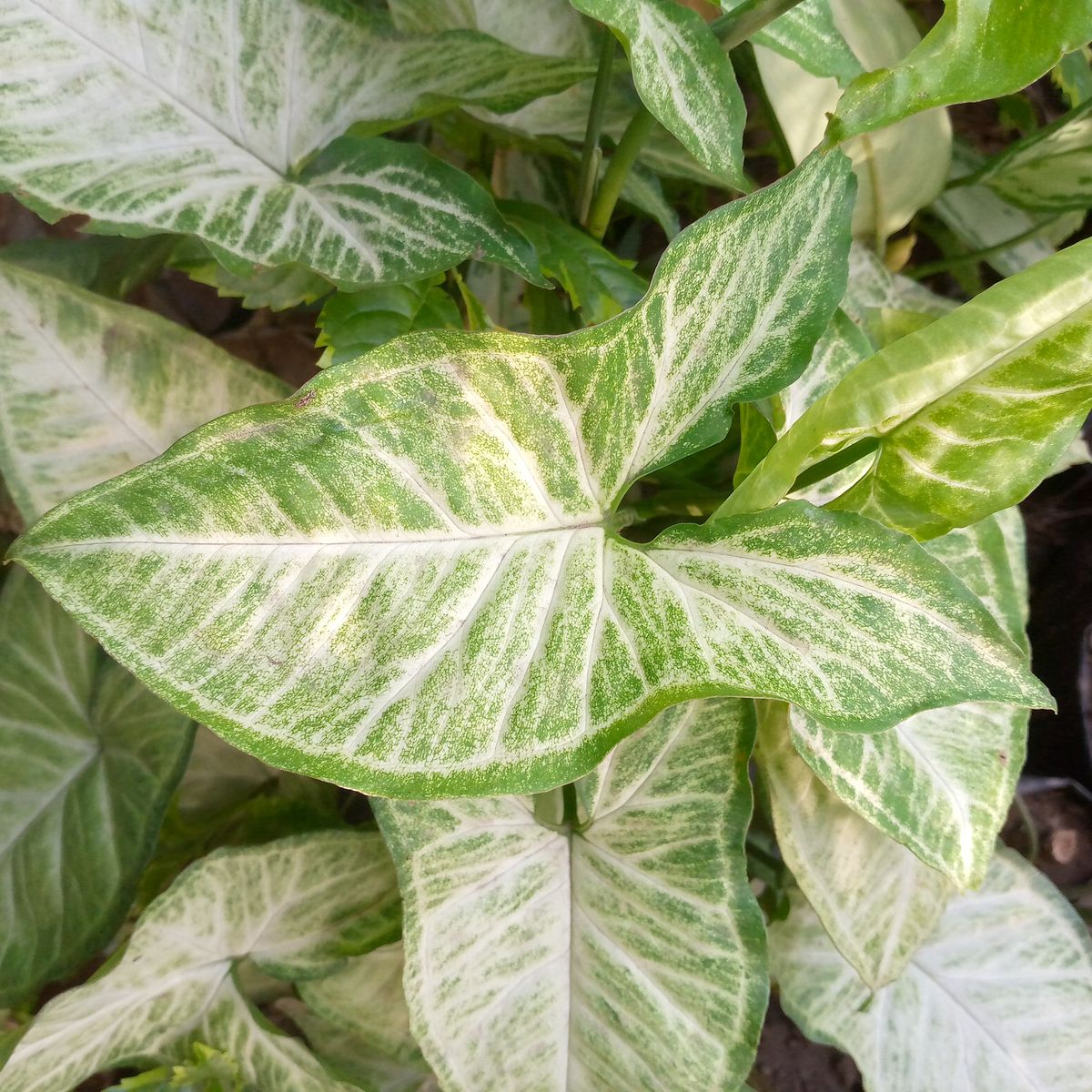 A potted houseplant whose damp soil can breed fungus gnats