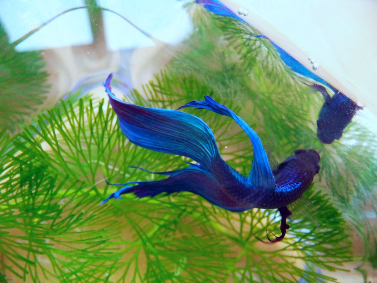 A betta fish in an aquarium; tanks and pet bowls can attract fruit flies