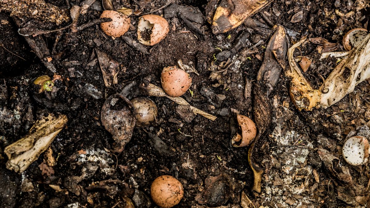Food scraps and waste that attract fruit flies