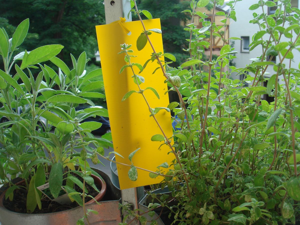 A yellow sticky trap covered with small flying insects